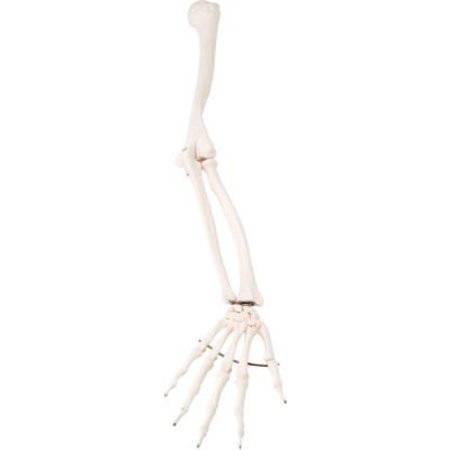 FABRICATION ENTERPRISES 3B® Anatomical Model - Loose Bones, Arm Skeleton, Right 12-4582R